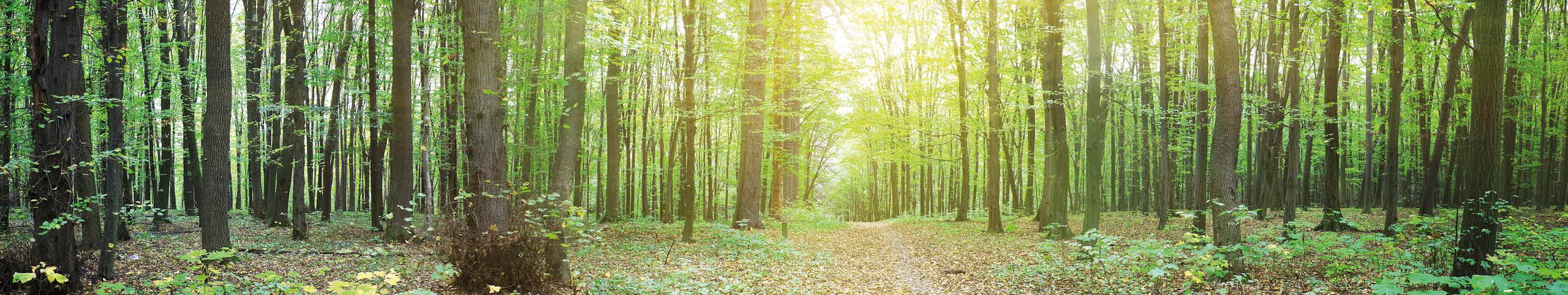 Banner Teutoburgerwoud - Duitsland